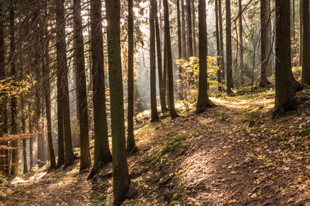 beautiful colorful autumn forest in czech landscape