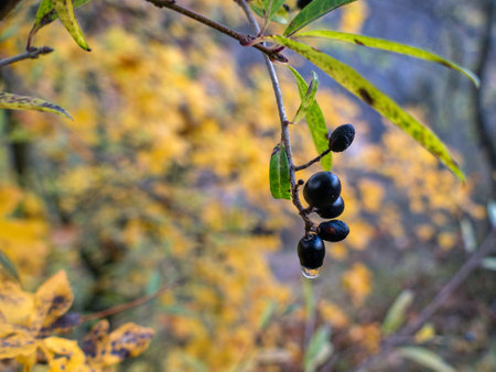 beautiful autumn nature in a czech countryside landscape and forestの写真素材