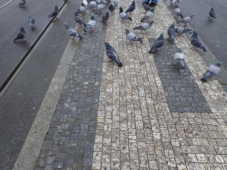 geoup of pigeons on a city tram line railsの写真素材