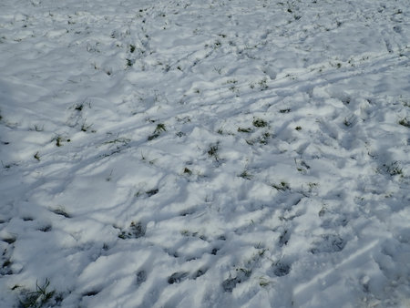 white snow in the urban park in winterの写真素材