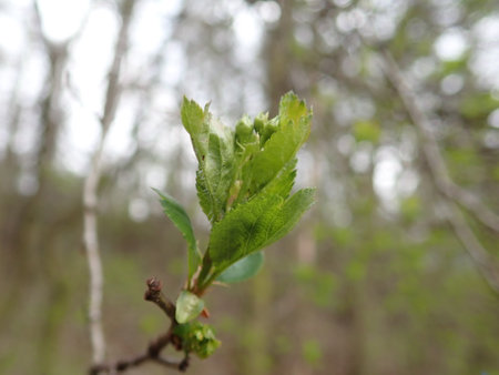 detail of a green tree branch in spring