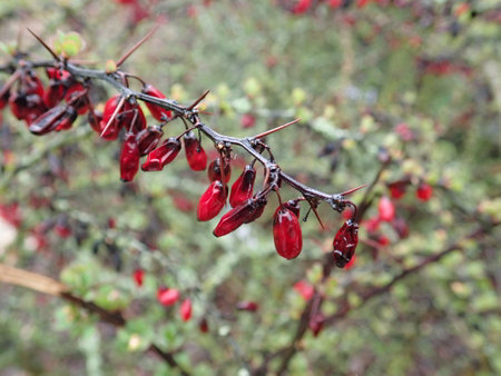 detai lof red berry on a branch of a bushの写真素材