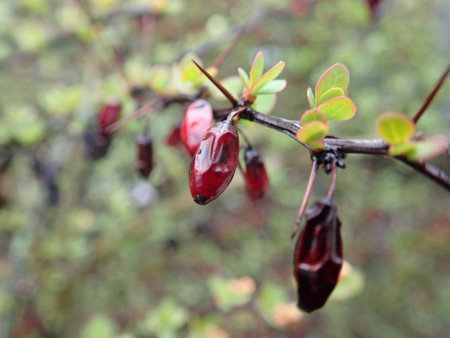 detai lof red berry on a branch of a bushの写真素材