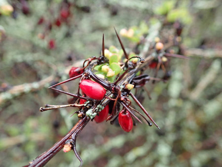 detai lof red berry on a branch of a bushの写真素材