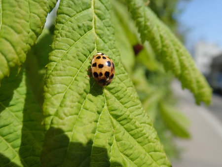 detail of red seven-spored ladybird on a green leaf