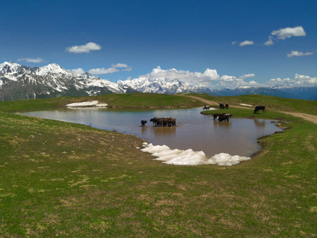 cow in beautiful snowy Svaneti mountains in Georgiaの写真素材