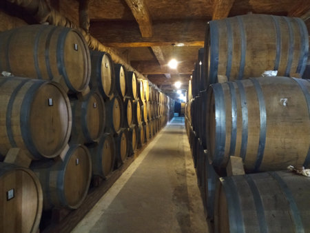 historical wooden barrels in an old cellar