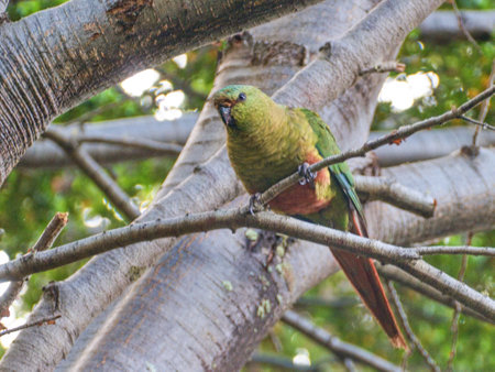 wild little green parrot on a tree branch