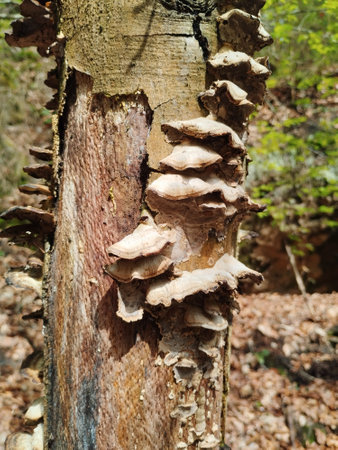 detail of beautiful green nature in the wood