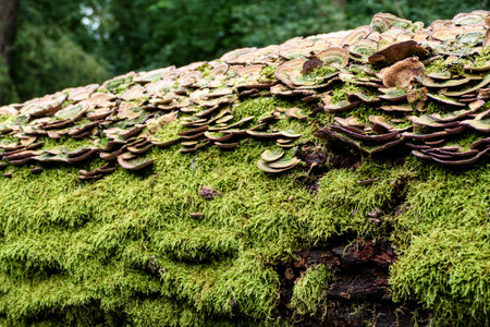 detail of beautiful green nature in the wood