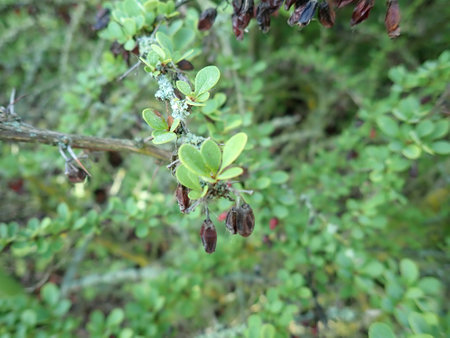 close detail of green tree branch