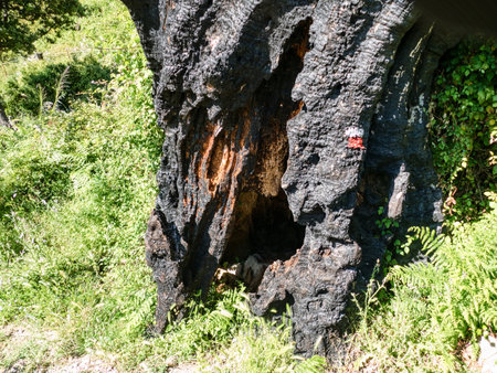black burnt tree in the green meadow in nature