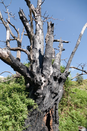 black burnt tree in the green meadow in nature