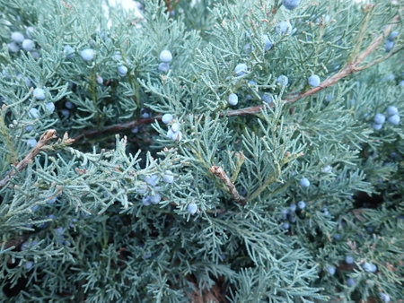 a close detail of a green coniferous tree branch