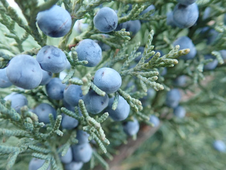 a close detail of a coniferous tree branch