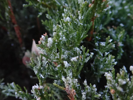 detail of a frozen tree branch in winter