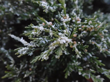 detail of a frozen tree branch in winter