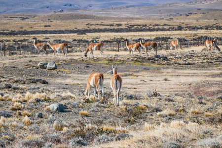 wild patagonian llama around the road in prairieの写真素材