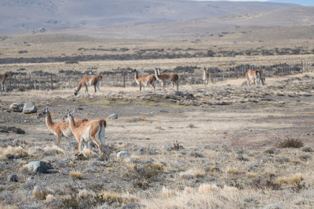 wild patagonian llama around the road in prairieの写真素材