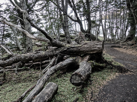 amazing forest ecosystem in patagonia south america