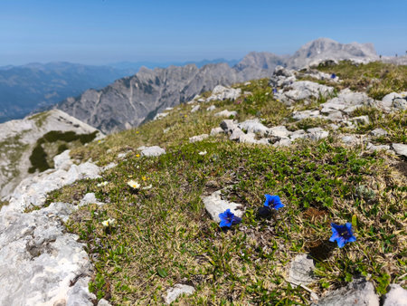 summer hiking adventure in totes gebirge austria alpsの写真素材