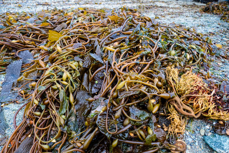 amazing natural northern shore from the seaの写真素材