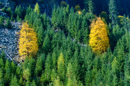 beautiful chilly autumn hiking in secauer alpen austria europeの写真素材