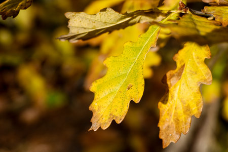 beautiful colorful autumn nature in the european forestの写真素材