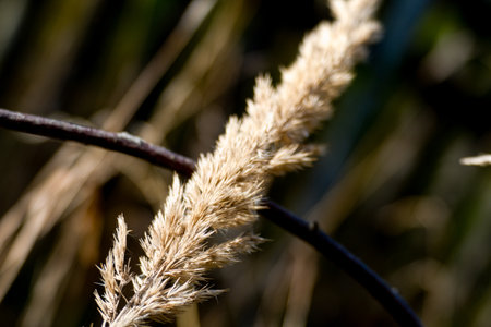 beautiful colorful autumn nature in the european forestの写真素材