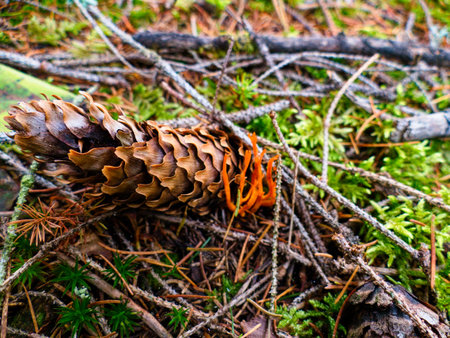 beautiful colorful autumn nature in the european forest