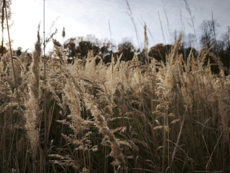 beautiful colorful autumn nature in the european forestの写真素材