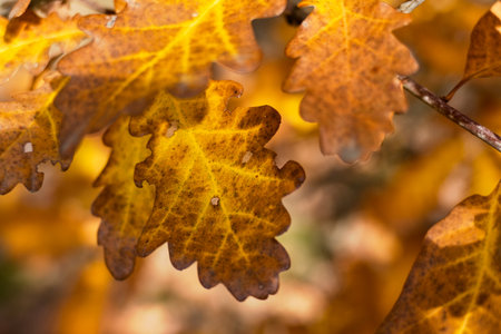 beautiful colorful autumn nature in the european forest