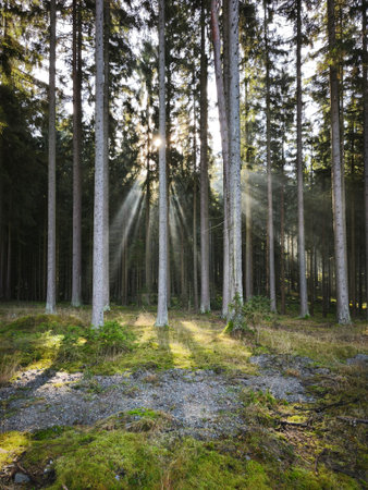 amazing effect of morning fog in the wood with sun and snow lightの写真素材