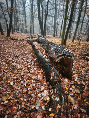 moody autumn nature in bohemian forestの写真素材