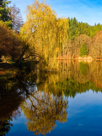 moody autumn nature in bohemian forest Czech forest in Czechiaの写真素材