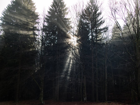 amazing effect of morning fog in the wood with sun and snow lightの写真素材