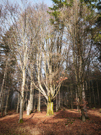 moody autumn nature in bohemian forest Czech forest