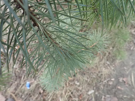 detail of green pine tree branch with needles