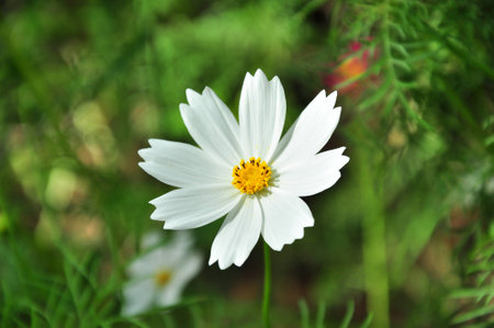 Flower garden of Jim Thompsan Farm.の写真素材