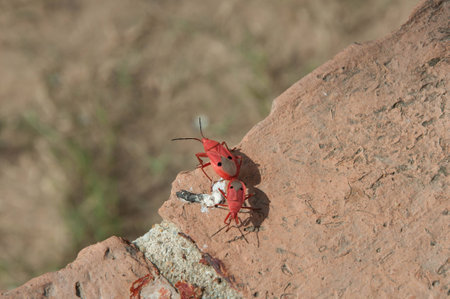 Red Bug at Ayutthaya Thailand.の写真素材