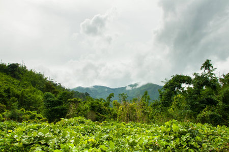 Nature road to the heart waterfall tak at thailandの写真素材