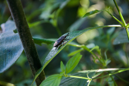 Beetleの写真素材