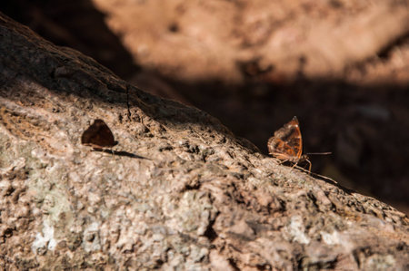 Wildlifeの写真素材