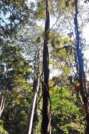 tree views