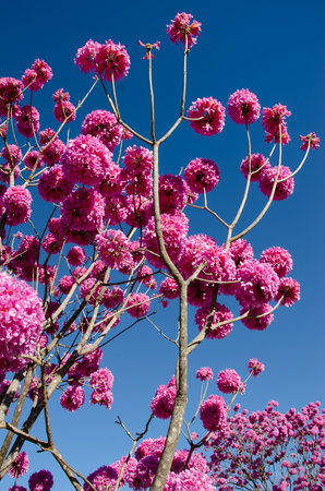 Pink flowers of Tabebuia rosea on blue sky background in Goiania, Brazilの写真素材
