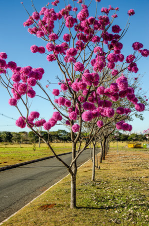 Tabebuia rosa or pink pumpet tree also known as IpÃª Roxo in Brazilの写真素材