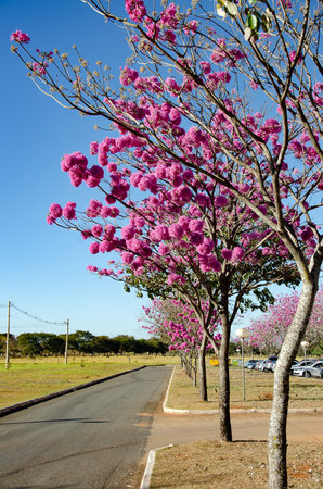 Tabebuia rosea, also known as Pink trumpet tree or IpÃª roxo in Brazilの写真素材