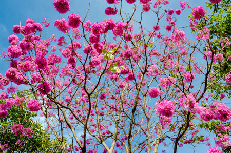 Pink flowers with blue sky background, Tabebuia roseaの写真素材