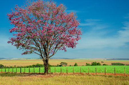 Tabebuia rosa or pink pumpet tree also known as IpÃª Roxo in Brazilの写真素材