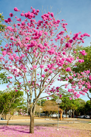 Tabebuia rosa or pink pumpet tree also known as IpÃª Roxo in Brazilの写真素材
